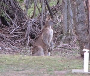first kangaroo